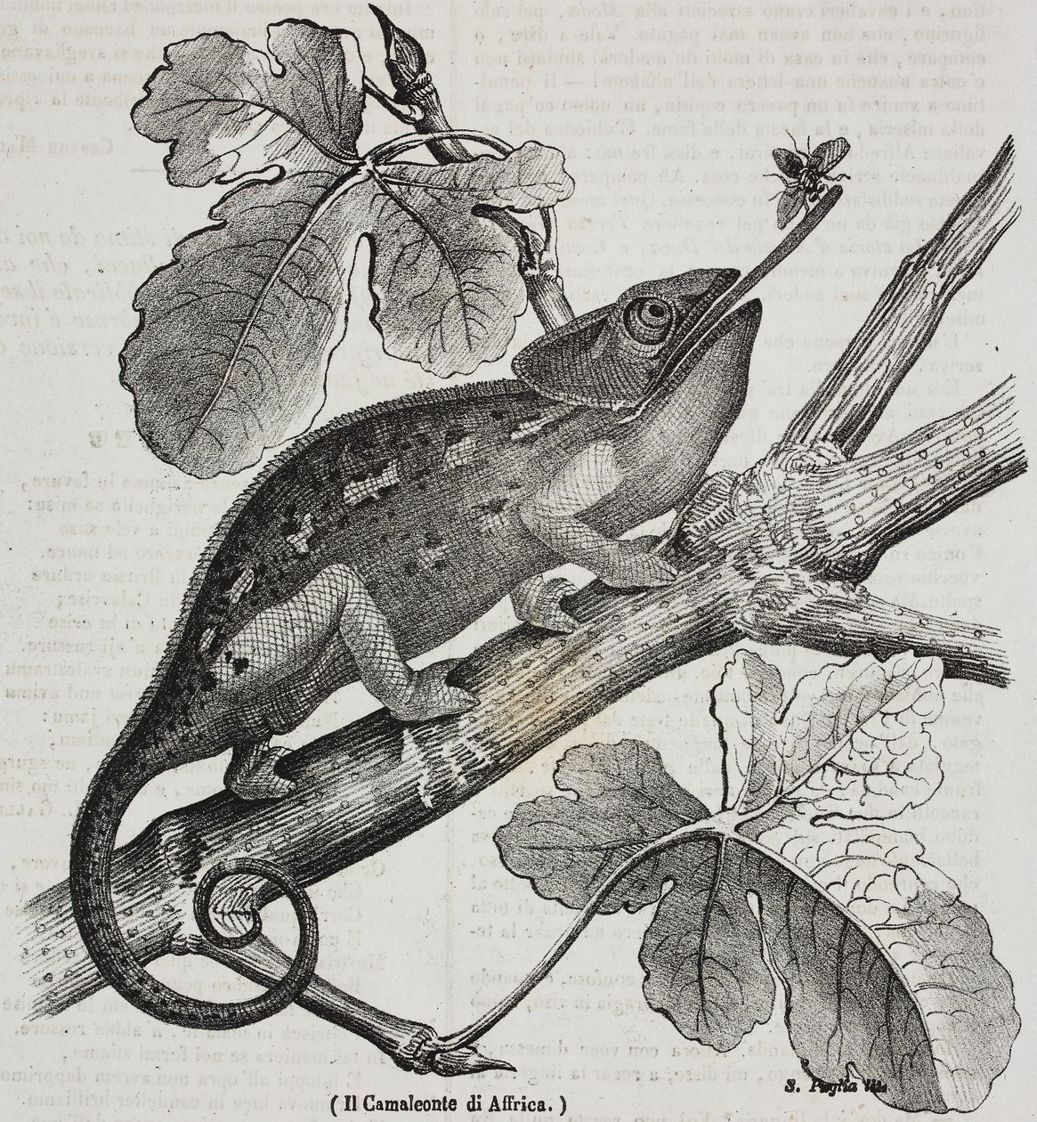 African chameleon, lithograph by Salvatore Puglia from Poliorama Pittoresco, n 30, March 4   1458447   ja       japanese Successfully Translated  Original: Venus and Cupid (oil on canvas) Translat: Venus and Cupid (oil on canvas) 1457859 ja japanese Succes 作： サルヴァトーレ・プーリア