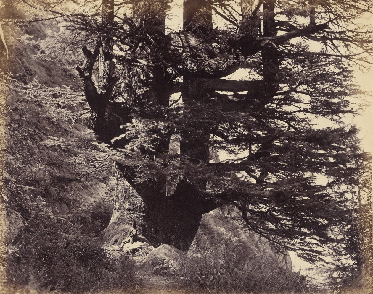 （Simla- Great Deodar、周囲42フィート） 作： サミュエル・ボーン