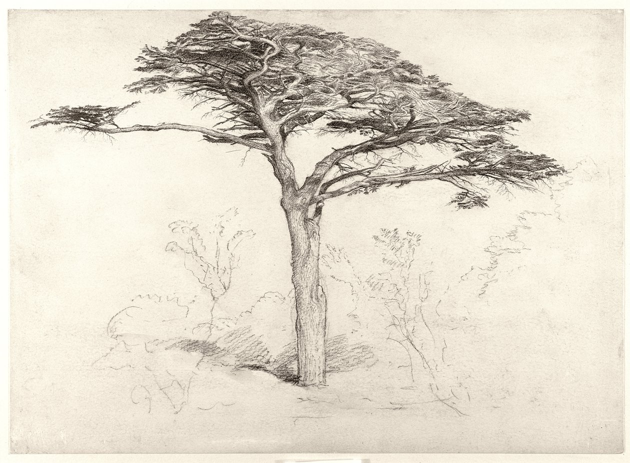 1854年チェルシー植物園の古い杉の木 作： サミュエルパーマー
