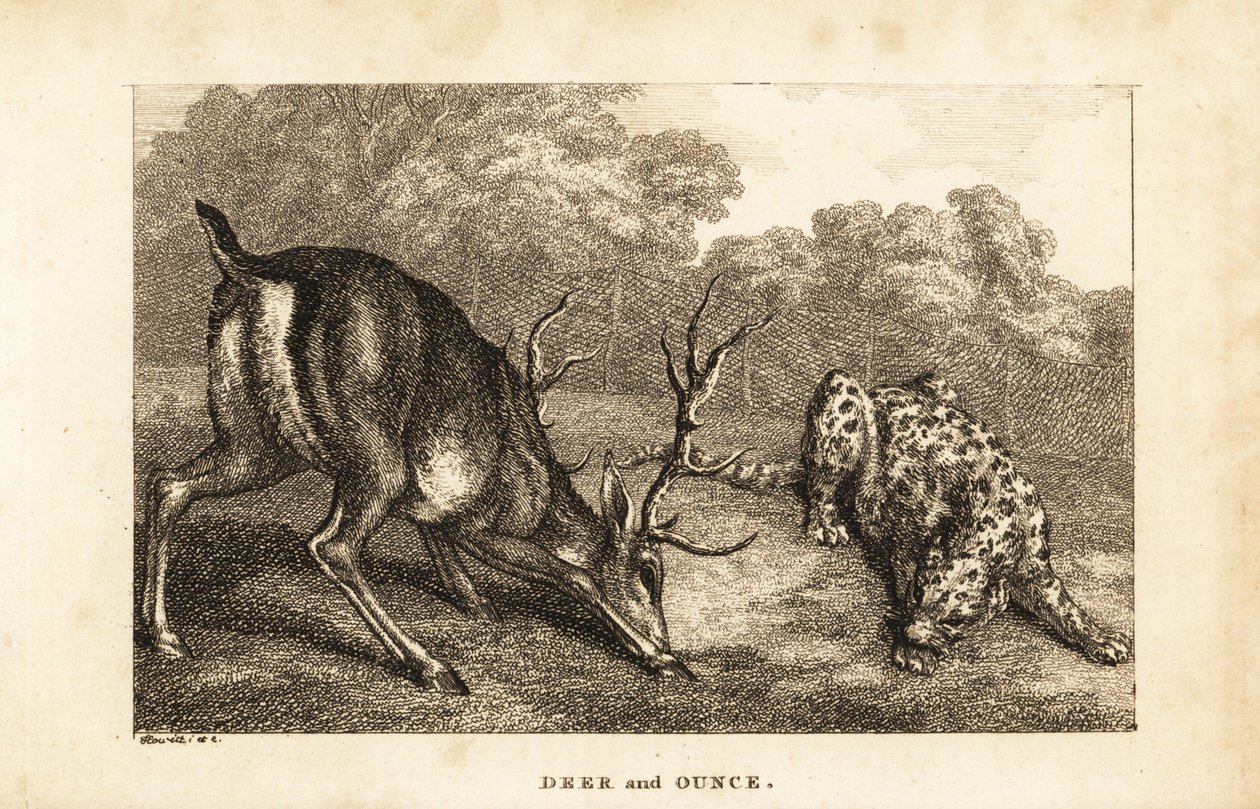 クワガタ（Cervus elaphus）とユキヒョウ（Panthera uncia）の邂逅 作： サミュエル（後）ハウィット