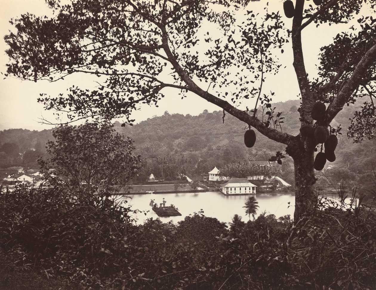 公園のある寺院と島を示すアッパー レイク ロードからのぞき見 - 前景に果樹、c1865。 作： サミュエル・ボーン