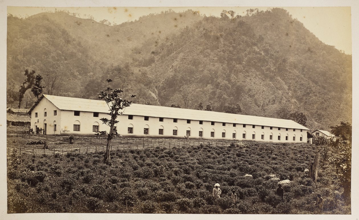 Selim Tea Estate、ダージリン、新工場、下部部門、  「ダージリンの景色」より、  1860～80年    (白黒写真) 作： サミュエル・ボーン