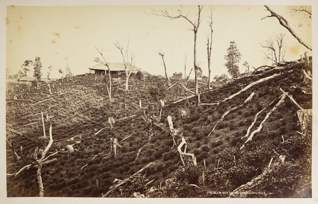 セリム茶園、ダージリン、  「ダージリンの景色」より、  1860年～1880年、  (白黒写真) 作： サミュエル・ボーン