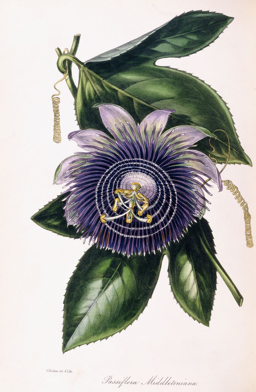 Passiflora Middletoniana、c.1834-1849 作： サミュエル・ホールデン