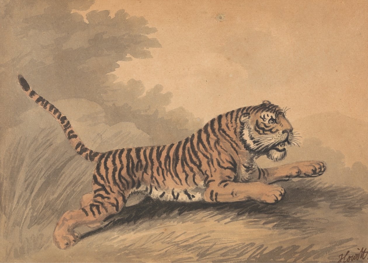 Eine Tigerin springt nach rechts 作： サミュエル・ハウィット
