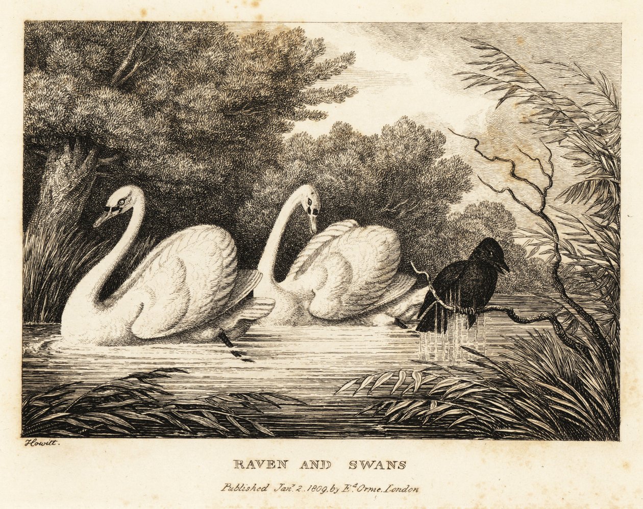 カラスは白鳥のように体を洗おうとします。 1811年（エッチング） 作： サミュエル・ハウィット