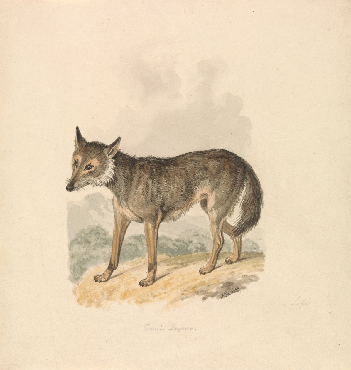 Canis Lupus、または灰色オオカミ 作： サミュエル・ハウィット
