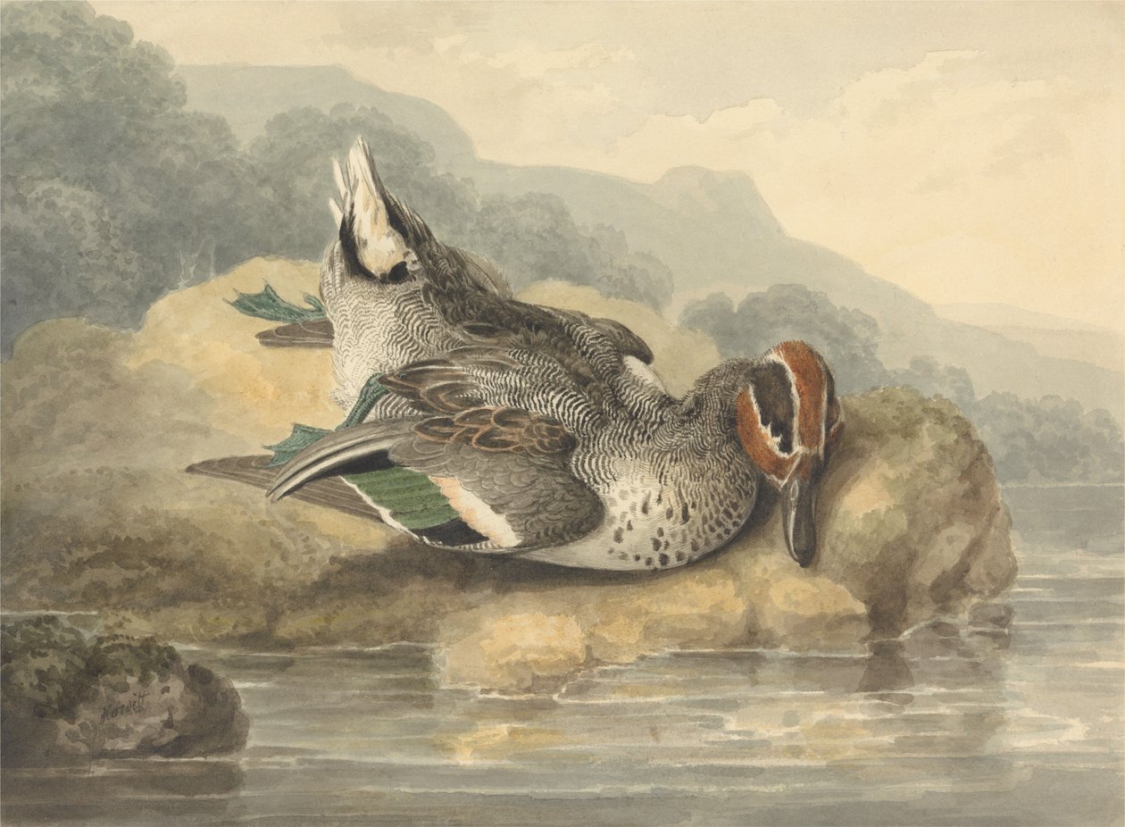 死んだコガモ 作： サミュエル・ハウィット