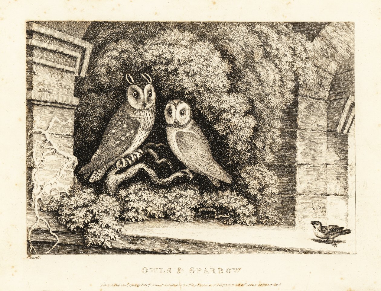 2 羽のフクロウとスズメ。 1811年（エッチング） 作： サミュエル・ハウィット