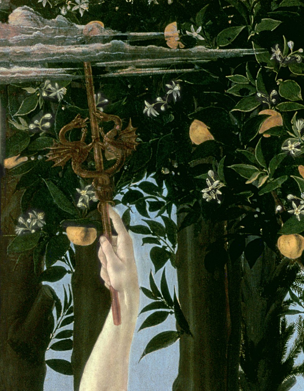 Primavera、c.1478、パネル詳細558のテンペラ 作： Sandro Botticelli