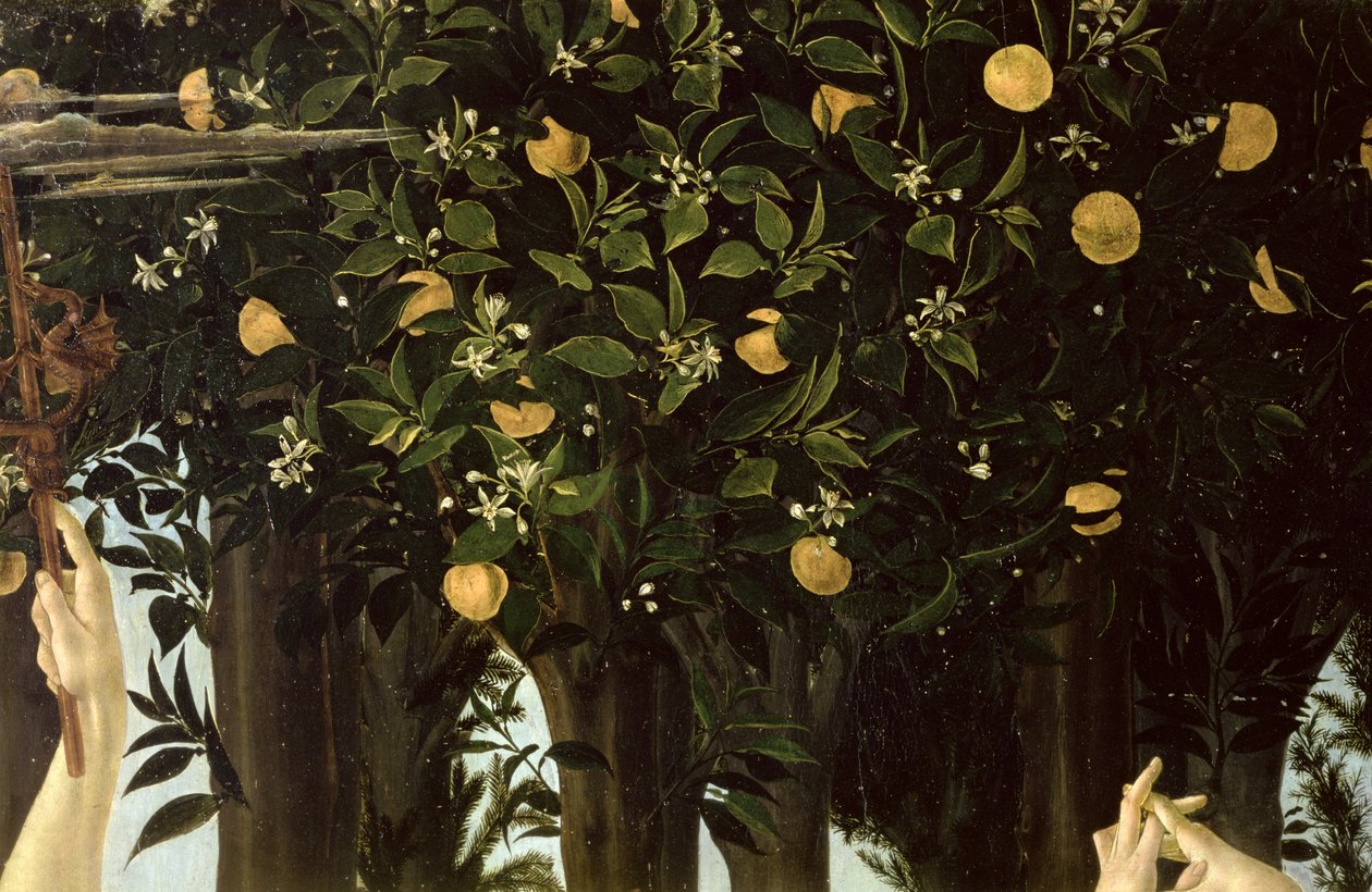 Primavera、オレンジツリーの詳細、パネル上のc.1478テンペラ 作： Sandro Botticelli