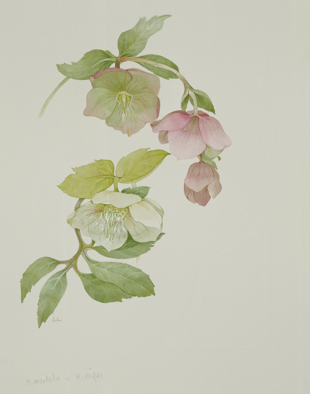 Helleborus orientalioとHelleborus niger 作： サラ・クレスウェル