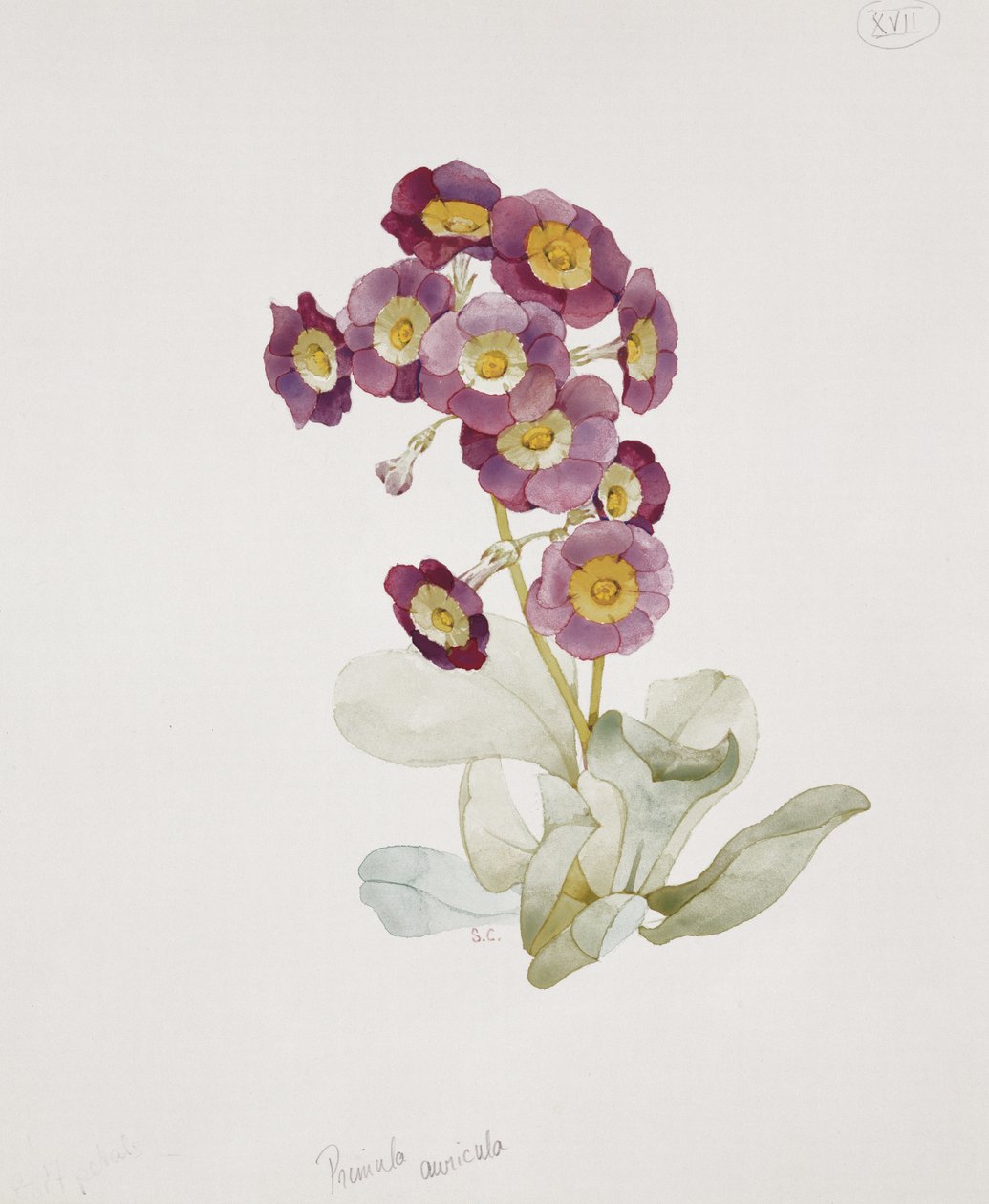 Primula Auricula（プリムローズ） 作： サラ・クレスウェル