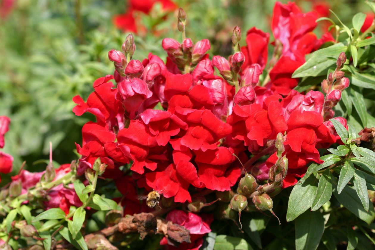 Garsington Antirrhinum、2009年 作： サラ・オツール