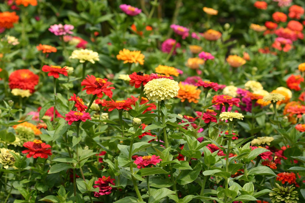 Garsington Dahlia and Cosmos、2009 作： サラ・オツール