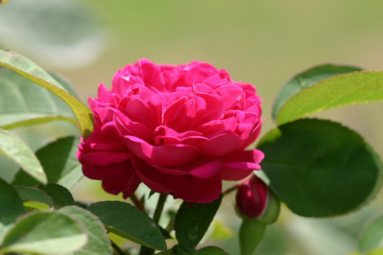 Garsington David Austin Rose、2009年 作： サラ・オツール
