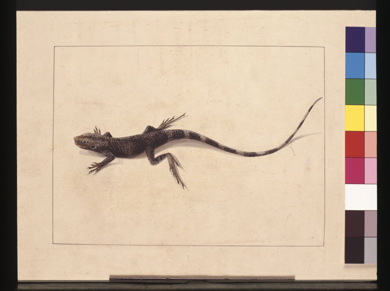 31ページ。ムラサキトカゲ。今は木竜と呼ばれている 1789～90年頃（水彩画 作： サラ・ストーン