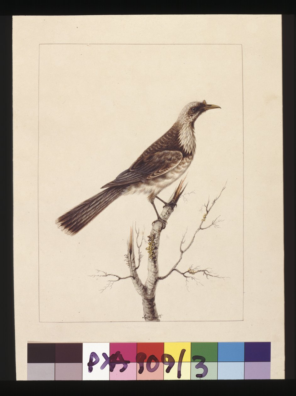 ページ 3.Knob, Fronted Bee Eater:サインはl.c. Sarah Smith。現在はフリア鳥として知られている、1789-90年頃（水彩画 作： サラ・ストーン