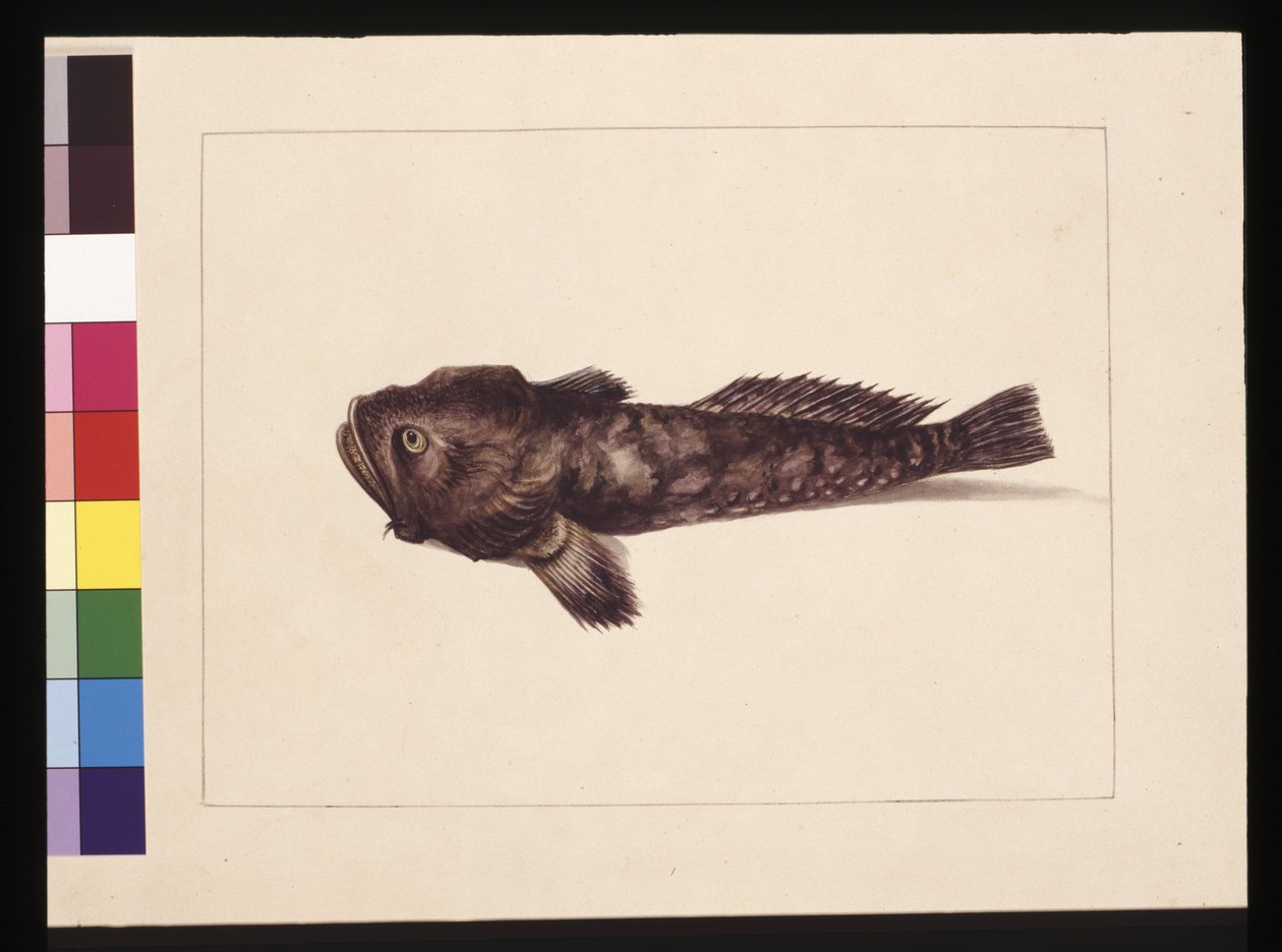 8ページ目疑わしいロフィウス。今はカエルの魚として知られている、1789-90年頃（水彩画 作： サラ・ストーン