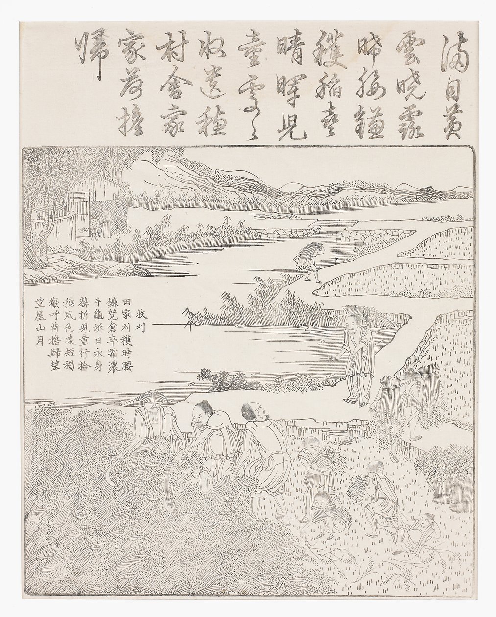 稲刈り 作： 学校の中国語
