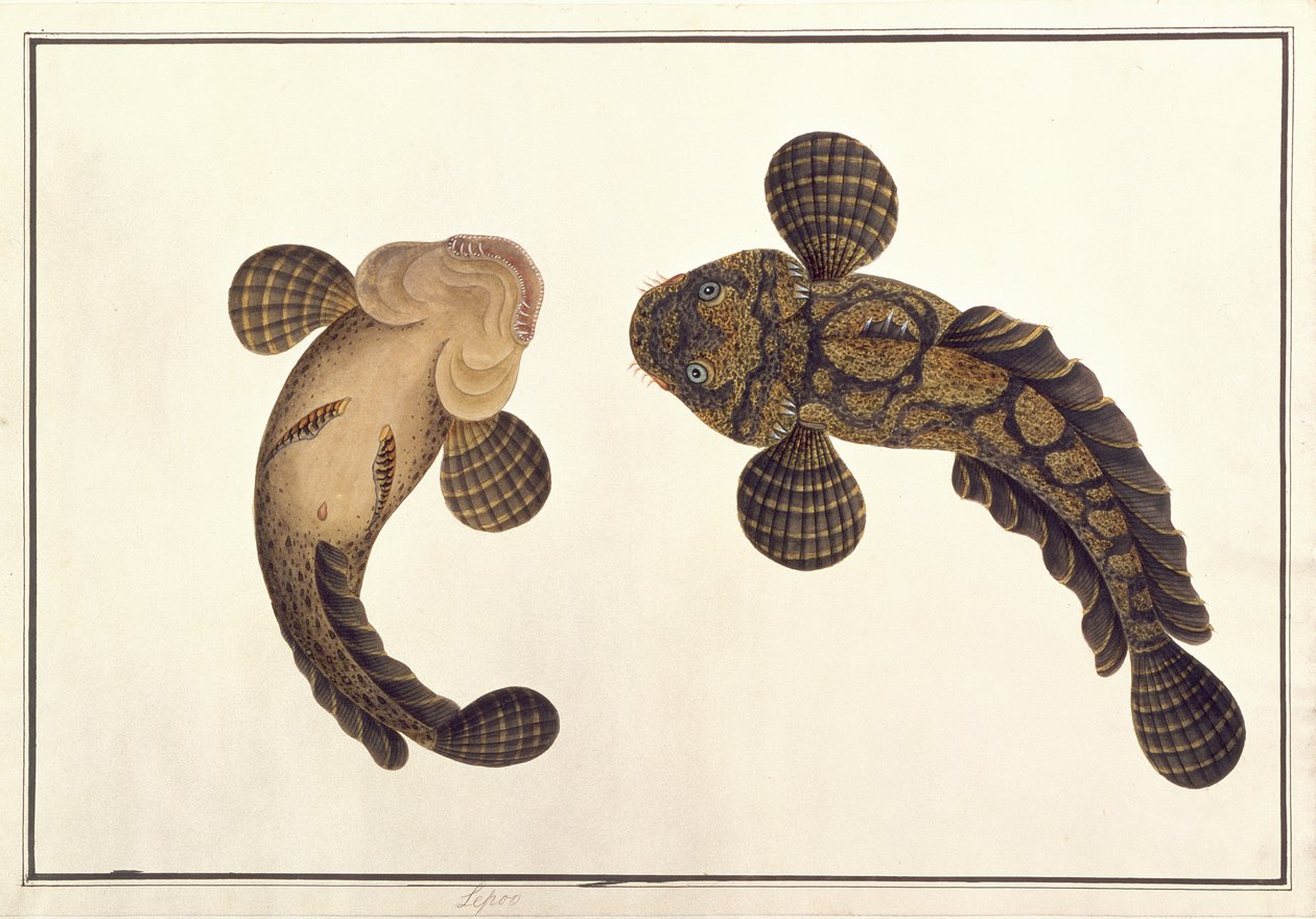 レプー（「マラッカの動物、昆虫、爬虫類のデッサン」より）1805-18年頃（紙にガッシュと水彩画 作： 学校の中国語