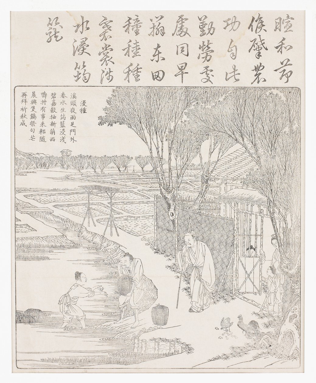 発芽を助けるために水稲を水に入れます。 作： 学校の中国語
