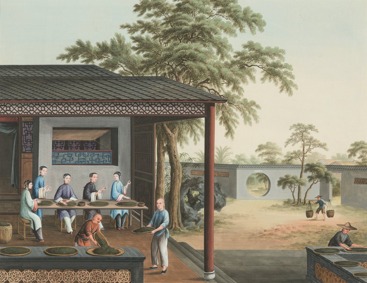 紅茶の製造風景、1820年頃（絹本、ボディカラー、金彩、紙） 作： 学校の中国語