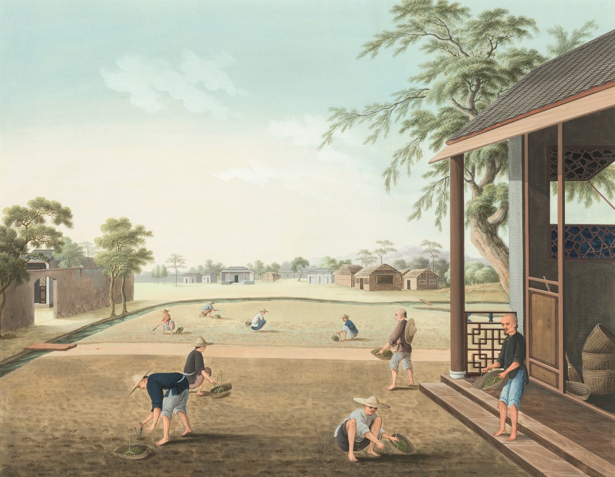 紅茶の製造風景、1820年頃（絹本、ボディカラー、金彩、紙） 作： 学校の中国語
