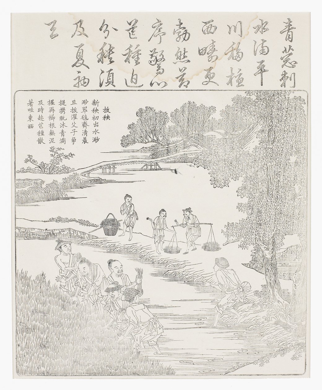 稲の苗を移植する 作： 学校の中国語