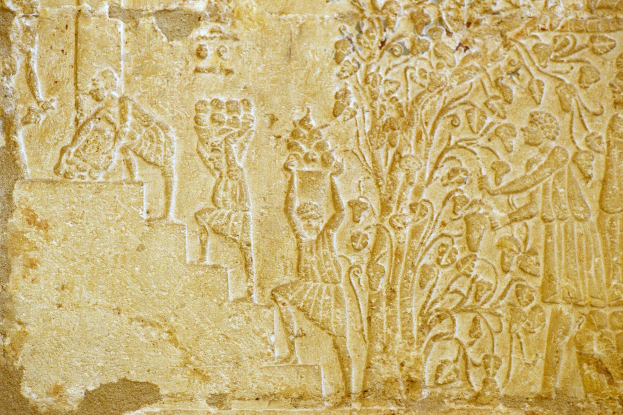 古代エジプト、壁面彫刻、ペトシリスの墓、ツナ・エル・ゲベル、紀元前300年、ワイン搾り機にブドウを運ぶ（写真） 作： 学校エジプト人