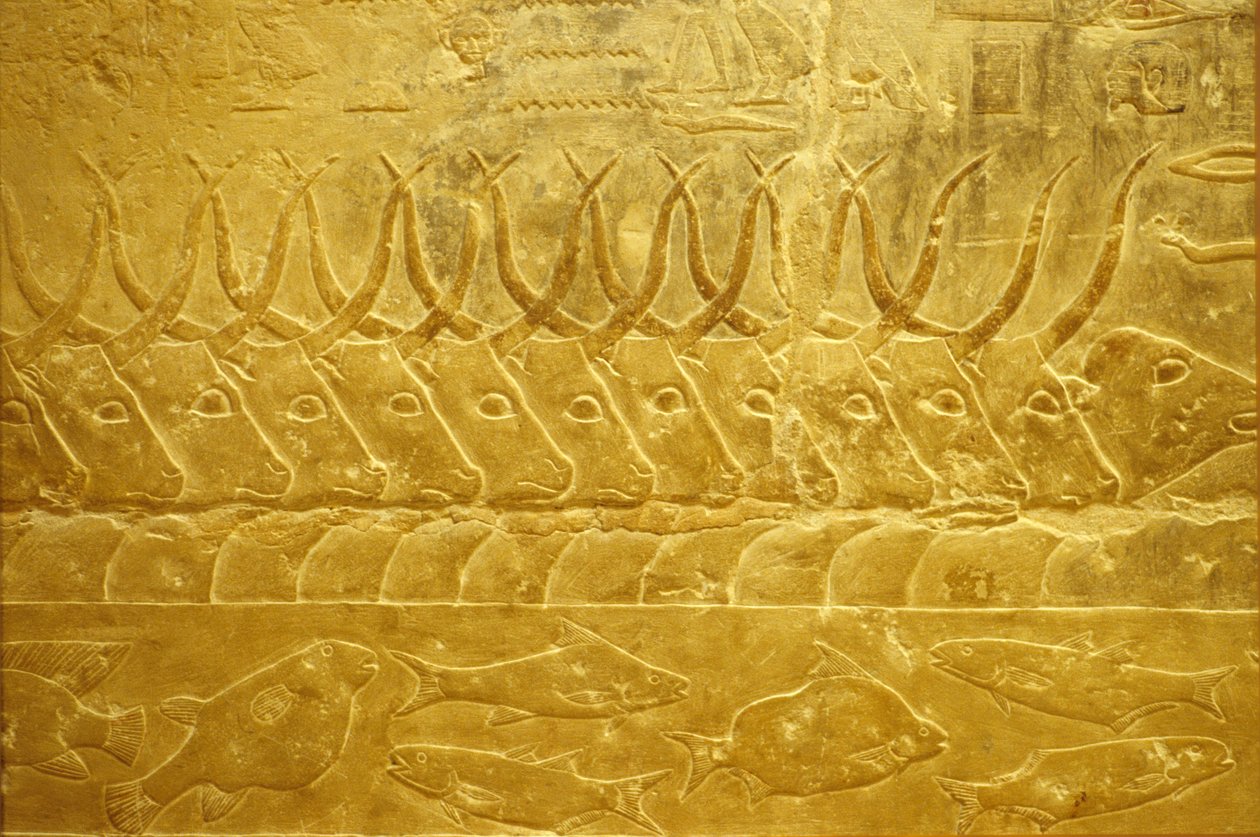 古代エジプト、壁画、サッカラ、イドゥートのマスタバ／墓、紀元前2323-2150年、川を渡る牛（写真） 作： 学校エジプト人