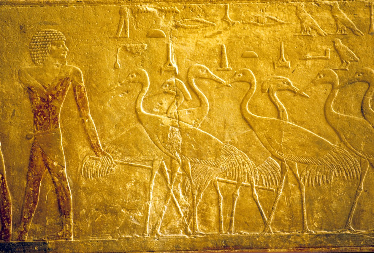 古代エジプト、壁面彫刻／絵画、ティのマスタバ／墓、サッカラ、第5王朝、飼い鶴を率いる農夫（写真） 作： 学校エジプト人