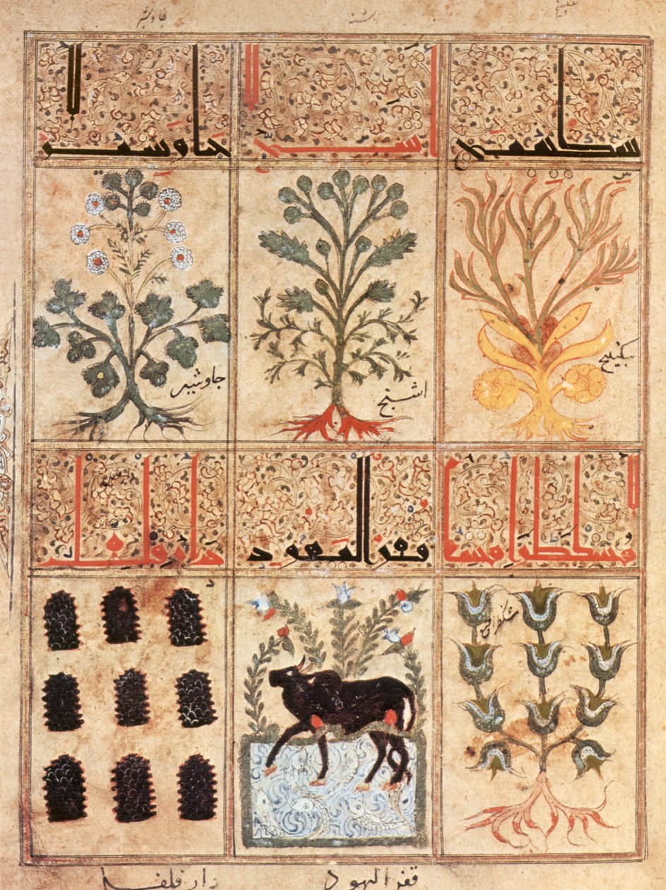 「Kitab al-Diryaq」解毒剤の本からの挿絵、Pseudo-Gallen (vellum) 作 作： 学校イラク