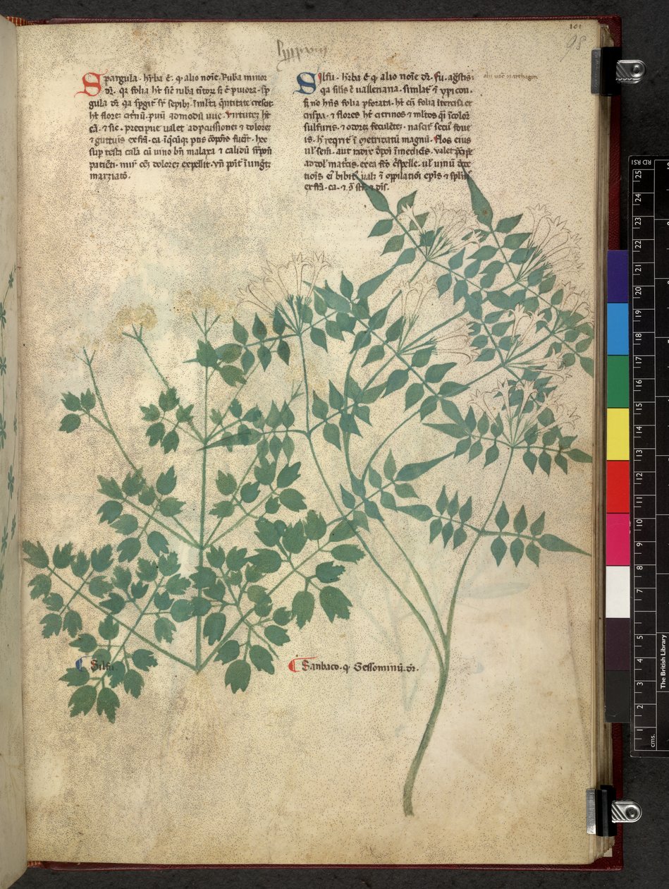 Egerton 747 スパーグラとセルフ、Tractatus de herbis (ハーブ) c.1280-1310 (ベラムにインクとカラー) 作： 学校イタリア語