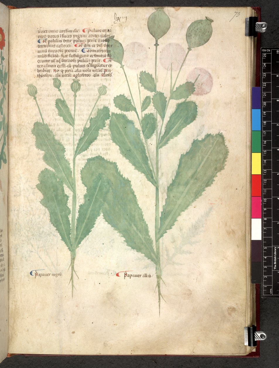 Egerton 747 Tractatus de herbis (ハーブ) c.1280-1310 (ベラムにインクとカラー) 作： 学校イタリア語