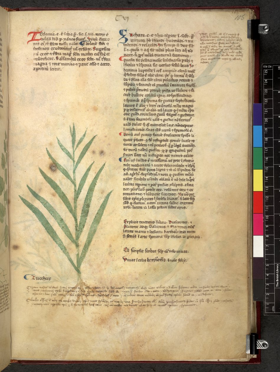 Egerton 747 Tractatus de herbis (ハーブ) c.1280-1310 (ベラムにインクとカラー) 作： 学校イタリア語