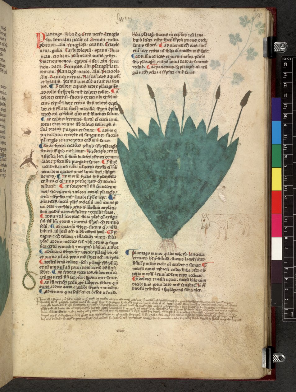 Egerton 747 Tractatus de herbis (ハーブ) c.1280-1310 (ベラムにインクとカラー) 作： 学校イタリア語