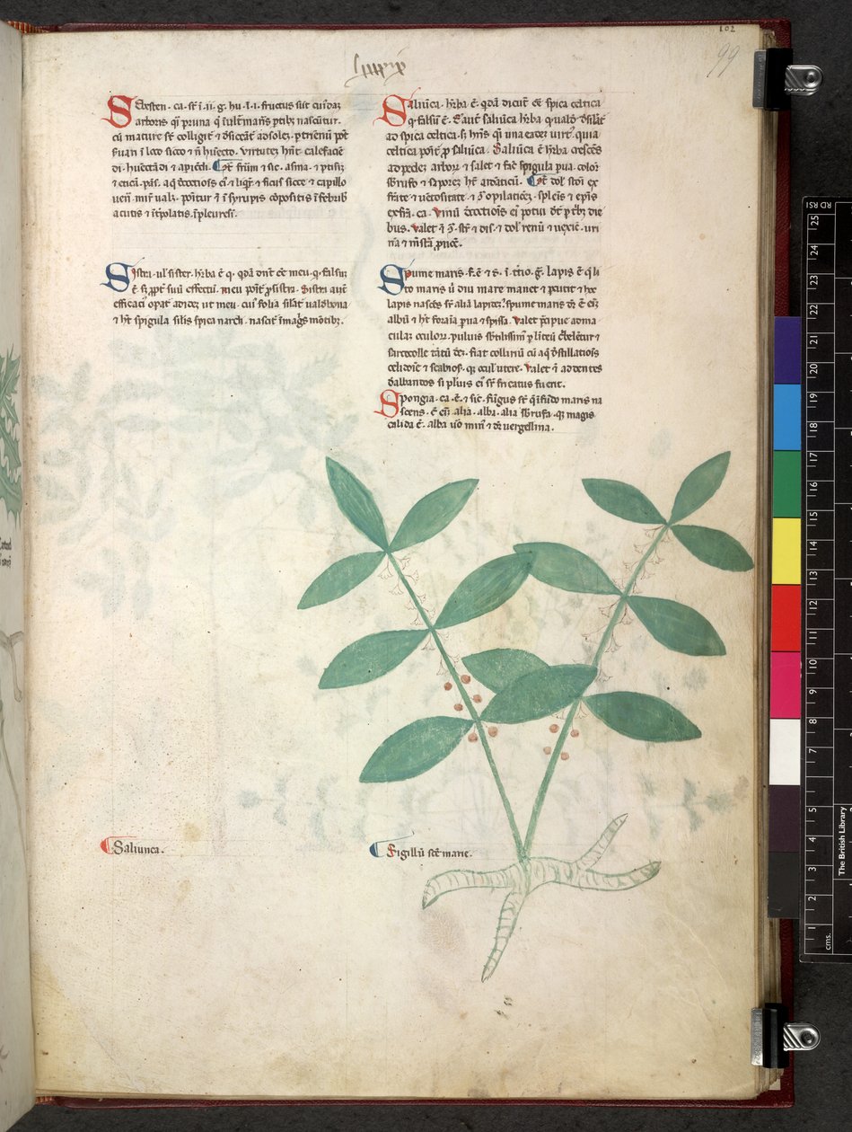 Egerton 747 Tractatus de herbis (ハーブ) c.1280-1310 (ベラムにインクとカラー) 作： 学校イタリア語