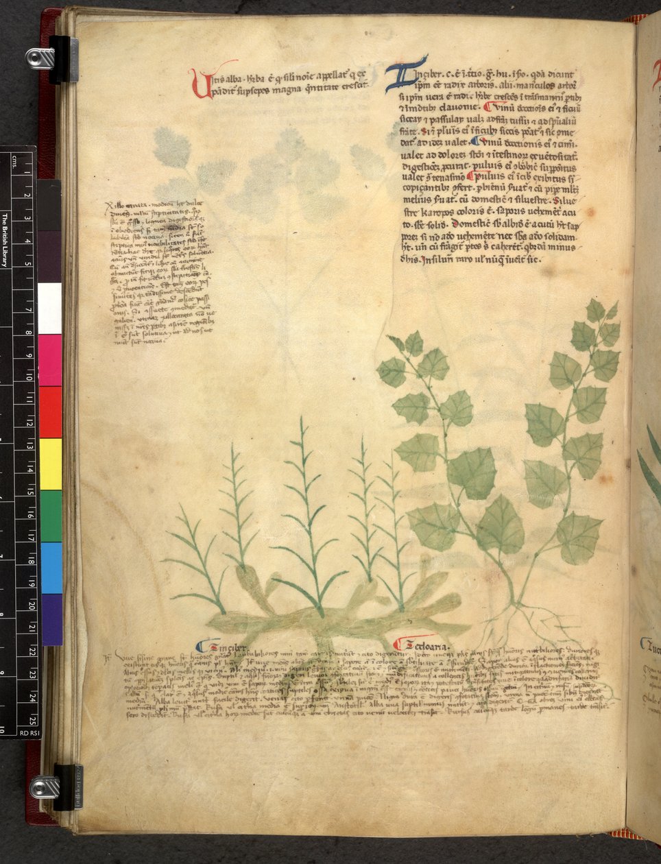 Egerton 747 Tractatus de herbis (ハーブ) c.1280-1310 (ベラムにインクとカラー) 作： 学校イタリア語
