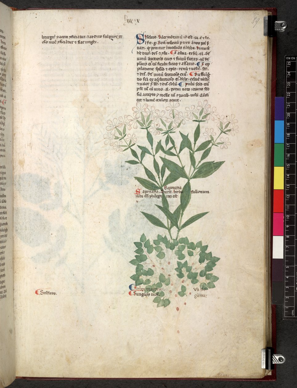 Egerton 747 Tractatus de herbis (ハーブ) c.1280-1310 (ベラムにインクとカラー) 作： 学校イタリア語