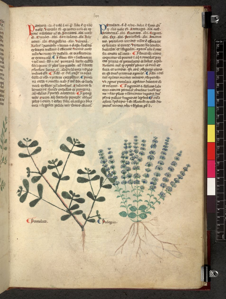Egerton 747 Tractatus de herbis (ハーブ) c.1280-1310 (ベラムにインクとカラー) 作： 学校イタリア語