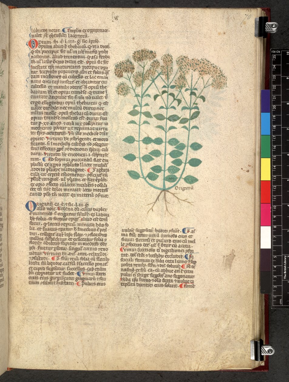 Egerton 747 Tractatus de herbis (ハーブ) c.1280-1310 (ベラムにインクとカラー) 作： 学校イタリア語