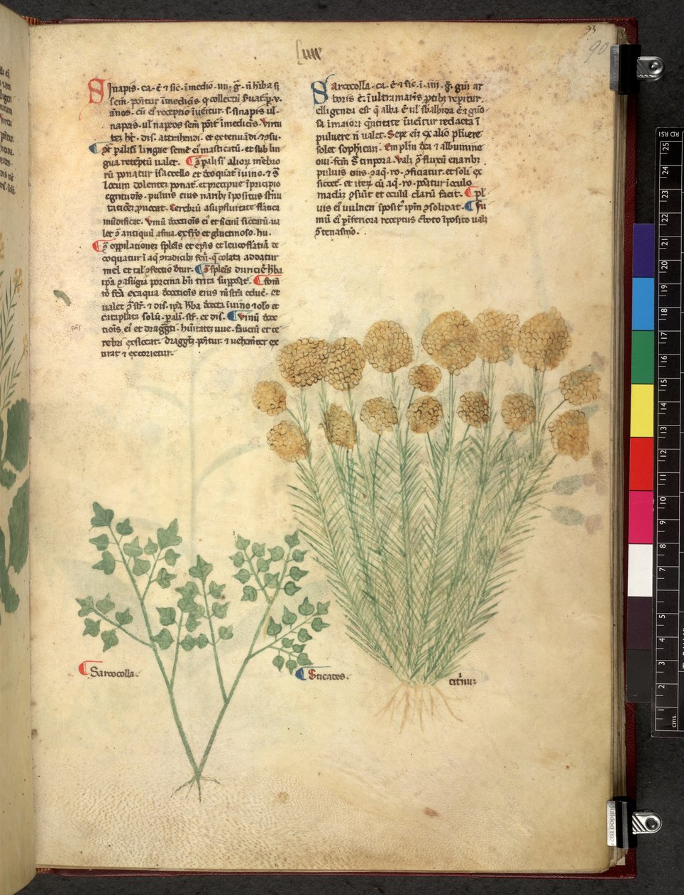 Egerton 747 Tractatus de herbis (ハーブ) c.1280-1310 (ベラムにインクとカラー) 作： 学校イタリア語
