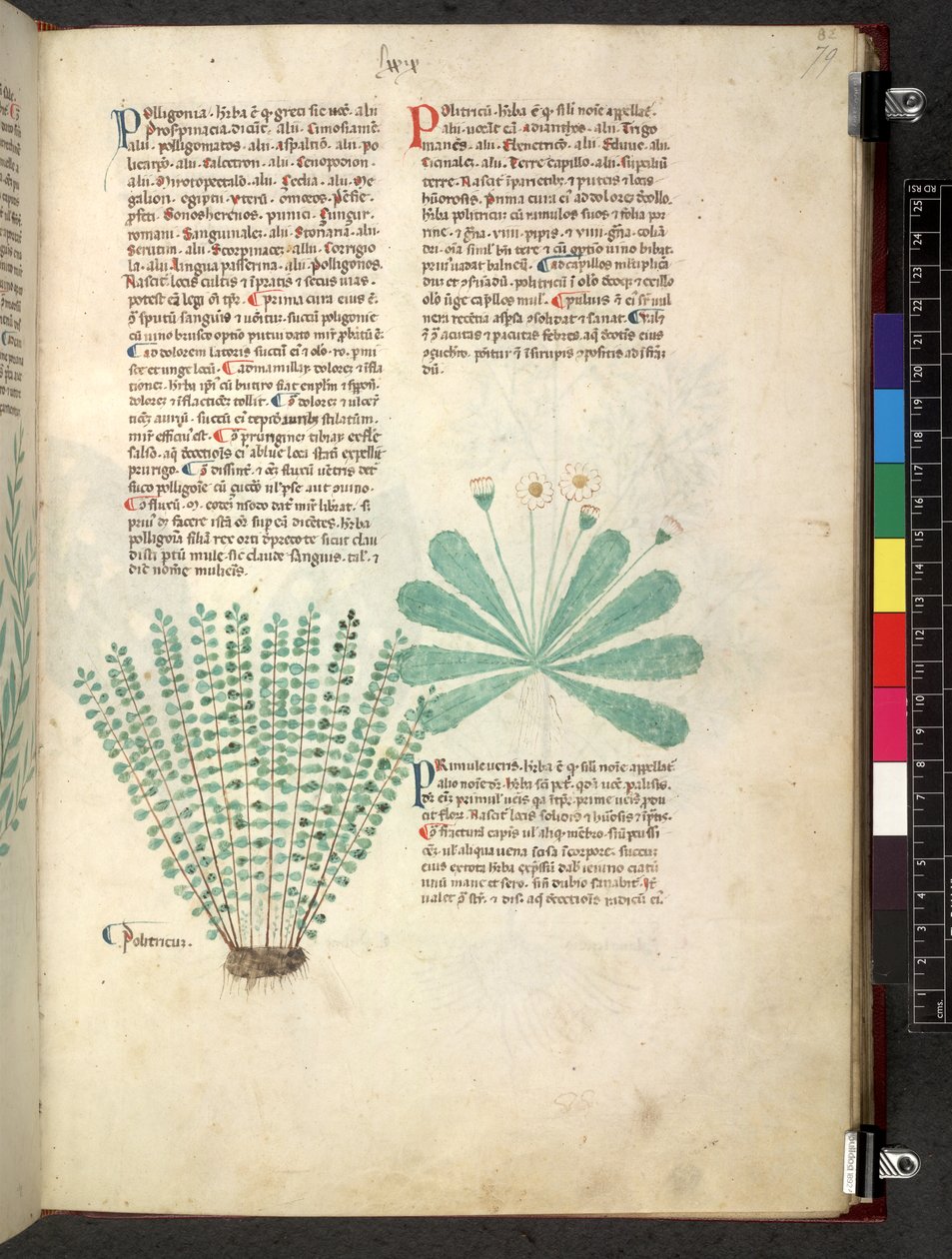 Egerton 747 Tractatus de herbis (ハーブ) c.1280-1310 (ベラムにインクとカラー) 作： 学校イタリア語