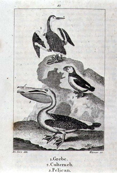 鳰、カルテルネブ、ペリカン（『A History of the Earth and Animated Nature』1816年ロンドンより）（銅板画 作： 学校スペイン語