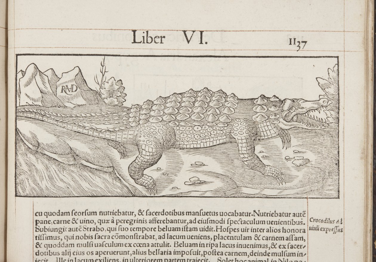 Cosmographia、Fol 1137、1544 作： セバスチャン・ミュンスター