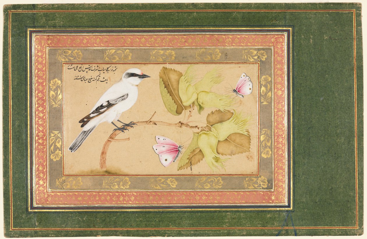 低木にとまる黒と白の鳥 作： Shafi'Abbasi