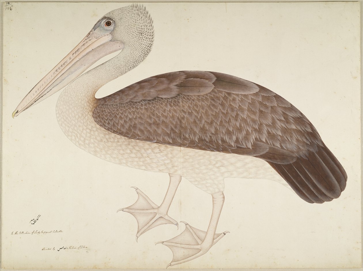 Spotbilled Pelican、Lady Impeyが依頼したシリーズのフォリオ、c.1780-82 作： Shaikh Zain ud Din