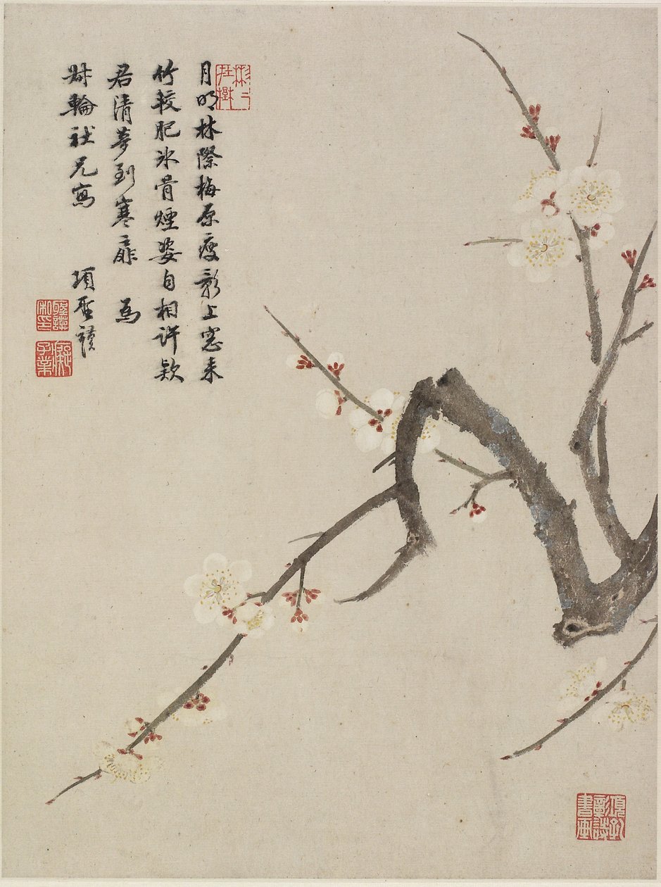 十枚の葉のフラワーアルバムから咲く梅、1656年（紙にインクと色） 作： シェンモ・シャン