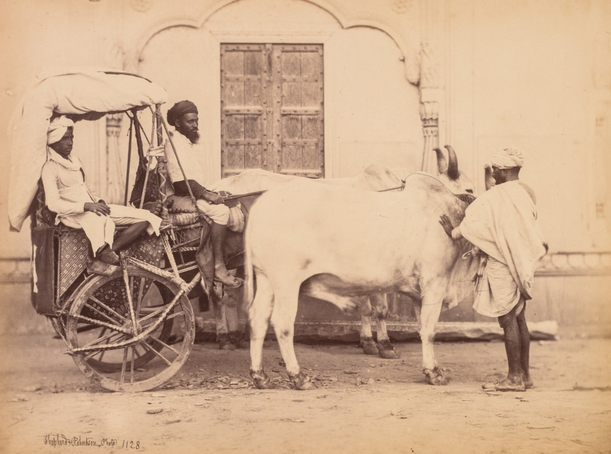 牛車、デリー、1863年。 作： シェパードとロバートソン